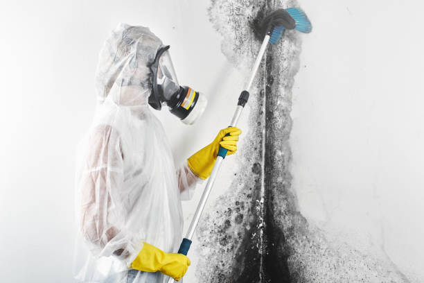 Best Residential Mold Inspection & Testing  in Petersburg, IN