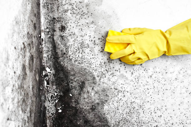 Best Mold Documentation for Insurance Claims  in Petersburg, IN