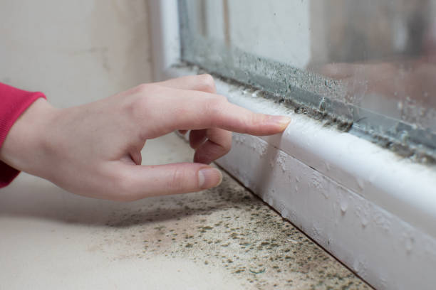 Best Mold Remediation for Healthcare Facilities  in Petersburg, IN