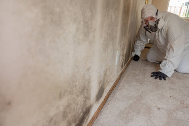 Best Industrial Mold Remediation  in Petersburg, IN